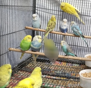 Wellensittiche Abzugeben 