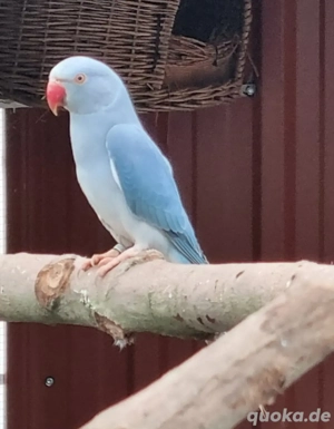 Halsbandsittich abzugeben 