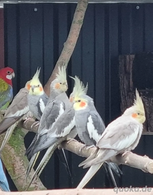 Nymphensittiche abzugeben 