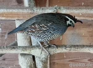 schopfwachtel Hahn abzugeben 