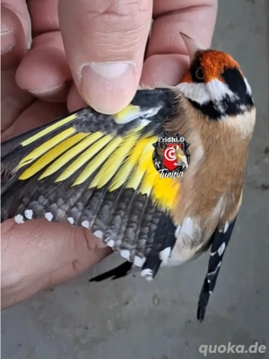 Stieglitz Mutation Perlé