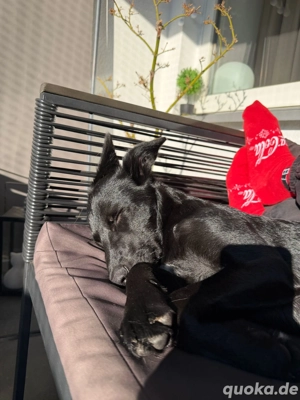 Mischling Hündin 6 Monate alt 