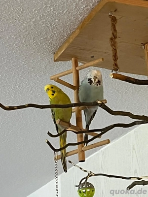 Wellensittiche  Bild 3