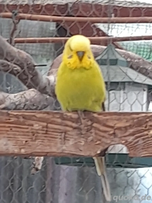 Wellensittiche  Bild 2