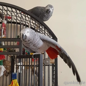 Afrikanisches Graupapageien-Paar   4 Jahre alt   sucht neues liebevolles Zuhause