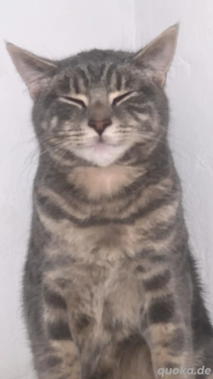 polo muss ein neues zuhause finden