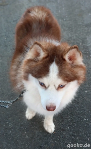 Nordic Dream - Deckrüde  Bild 2