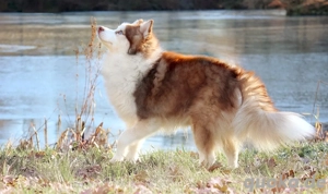 Nordic Dream - Deckrüde  Bild 3