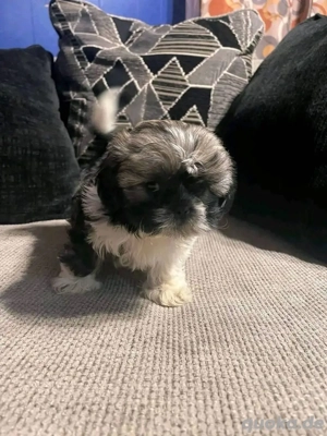Shih Tzu-Welpe zur Adoption verfügbar. 