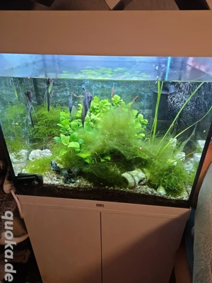 Aquarium mit Schrank und Fische