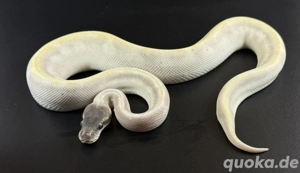 Super GHI Special Mojave Pastel 0.1