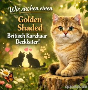Deckkater gesucht   Golden Shaded Britisch Kurzhaar