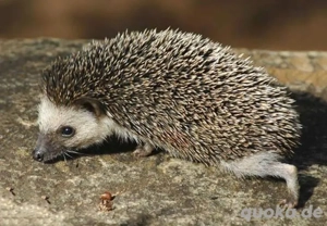 Afrikanische Weißbauchigel (Four-toed African Pygmy Hedgehogs) 