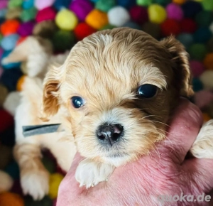 Havapoo Welpen Zwergpudel Maltipoo Cavapoo Toypudel 