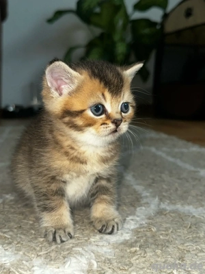 Kätzchen suchen ihre Familie