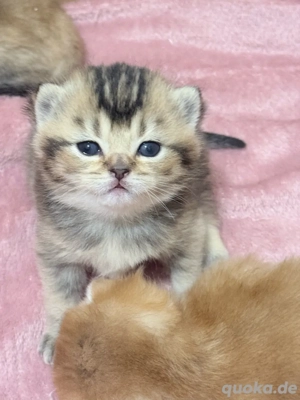BKH Kitten Golden Shaded reinrassig