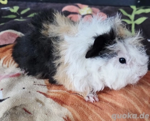 Meerschweinchen Lunkarya Babys