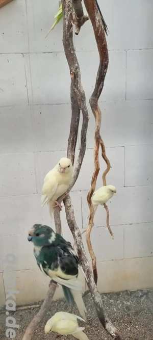 Ziegensittiche abzugeben