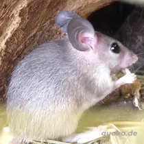 Sinai Stachelmäuse,suchen ein neues zuhause 