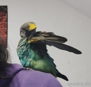 Produktbild von Papageienkragen – Anti-Bite Vogelhalsband 3,94 Zoll | Leinwand