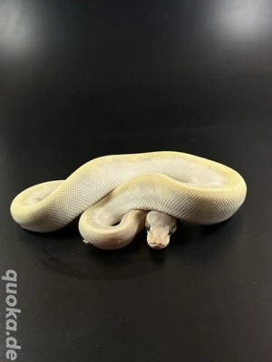 Special Mojave GHI 0.1