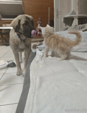 Reinrassige Mainecoon 