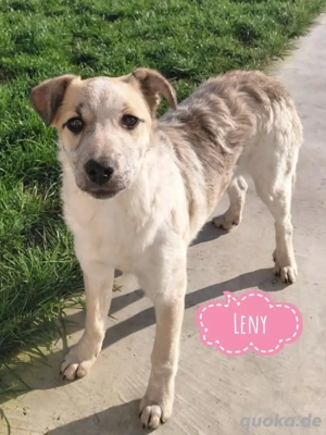 Leny, fröhliches und geborsames Welpenmädchen