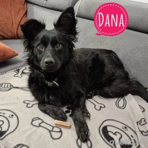 Dana, wunderhübsche Junghündin