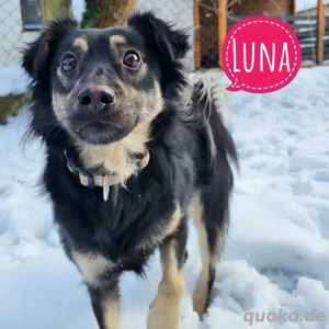 Luna, bezaubernde Junghündin, Mudi   Kroatischer Schäferhund Mix