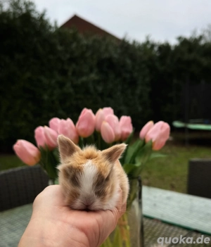 Besonders zahme Mädels dürfen reserviert werden! Zwergwidder Löwenköpfchen Kaninchen 