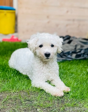 Bichon-Frisé-Welpen   Abgabe ab Mitte Mai 2026 