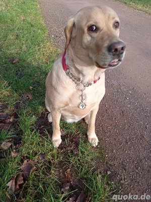 Wir suchen 2 Hund für mich