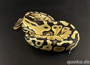 Pastel Special het Clown