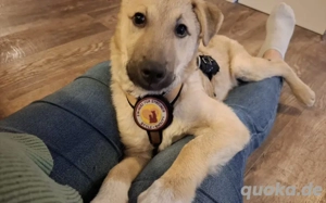 Zuhause gesucht für Chester