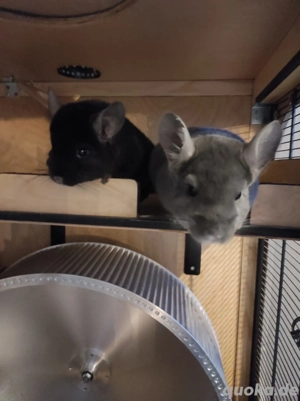 2 Chinchillas männlich grau und schwarz
