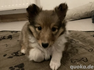 Kleiner Sheltierüde mit großem  Charme