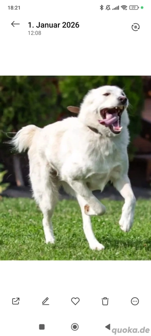 leta sucht neues Zuhause 