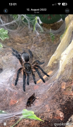 0.1 Vogelspinne + terrarium 40cm würfel 