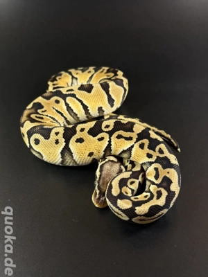 Pastel Special het Clown