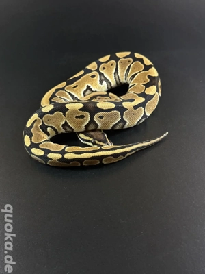 Special Het Clown 0.1