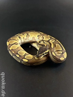 Bongo Enchi het Pied 0.1