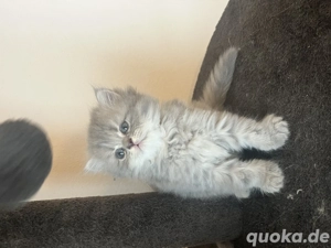 Perserkitten ab dem Mittel Feb