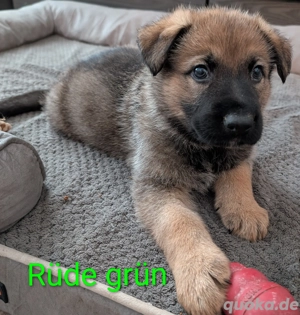 Deutscher Schäferhund Welpe reinrassig 