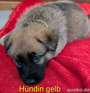 Deutscher Schäferhund Welpe reinrassig 