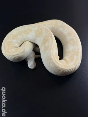 Super Special Pos 1.0