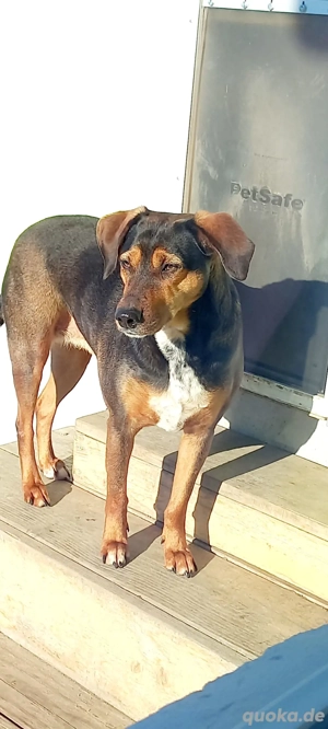 Sweety, hübsche Ludogorsko Hündin 