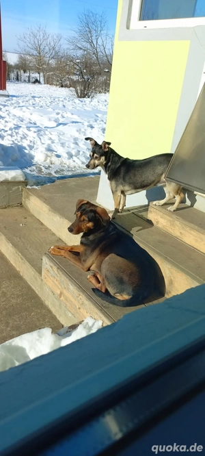 Sweety, hübsche Ludogorsko Hündin  Bild 3