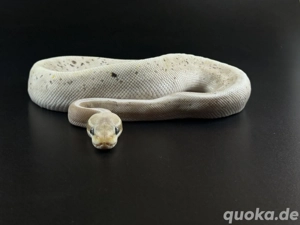  Super GHI Special Mojave Pastel 1.0