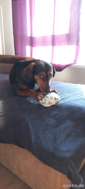 Sweety, hübsche Ludogorsko Hündin  Bild 4