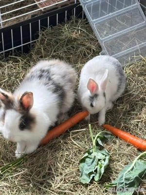 kaninchenpaar